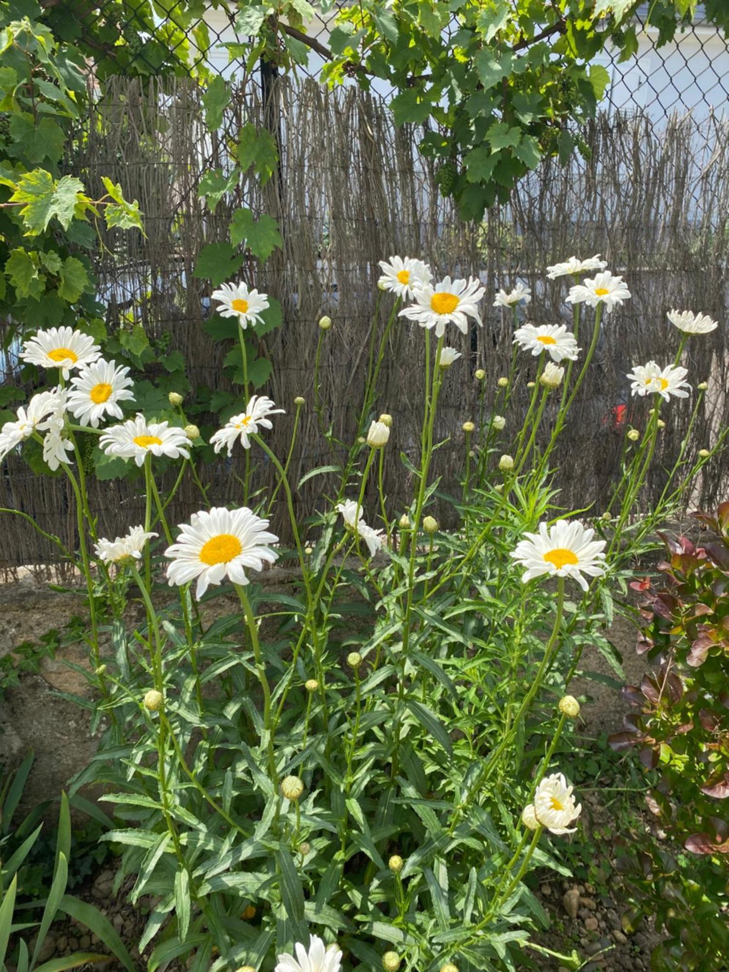 Ferienhaus Bookingalsace - Maison Mittelharth Parking Jardin Colmar